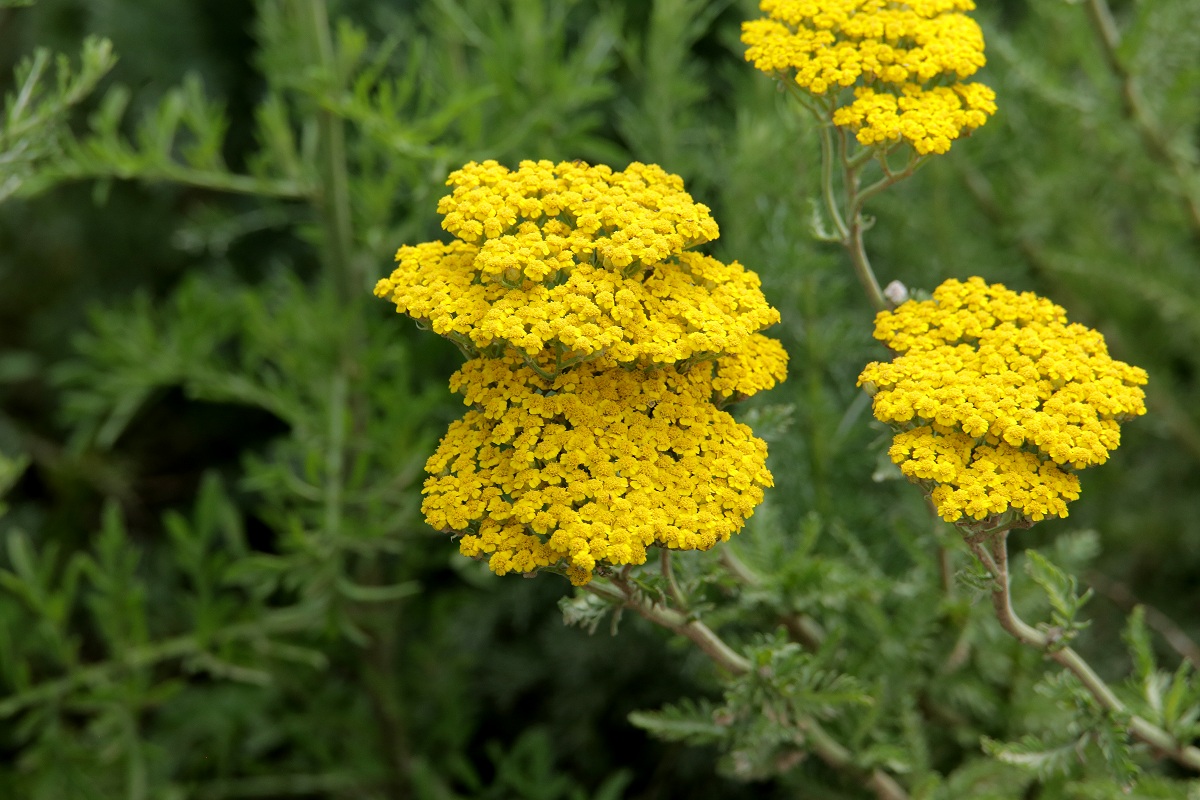 Image of Achillea filipendulina specimen.
