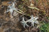 Dianthus acicularis