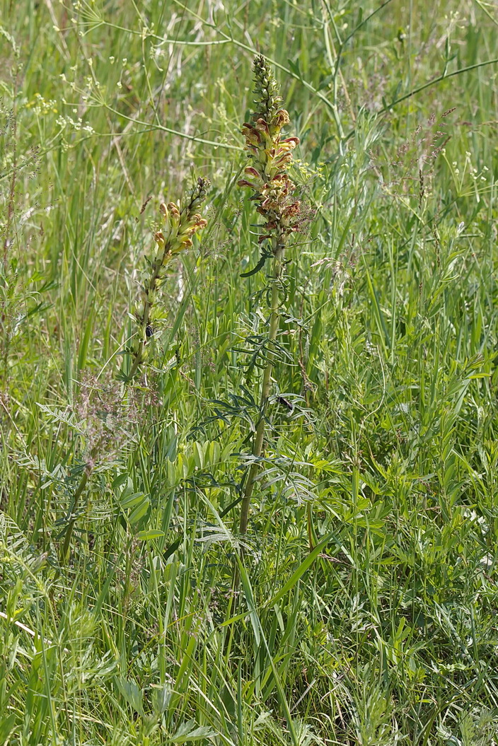 Image of Pedicularis striata specimen.