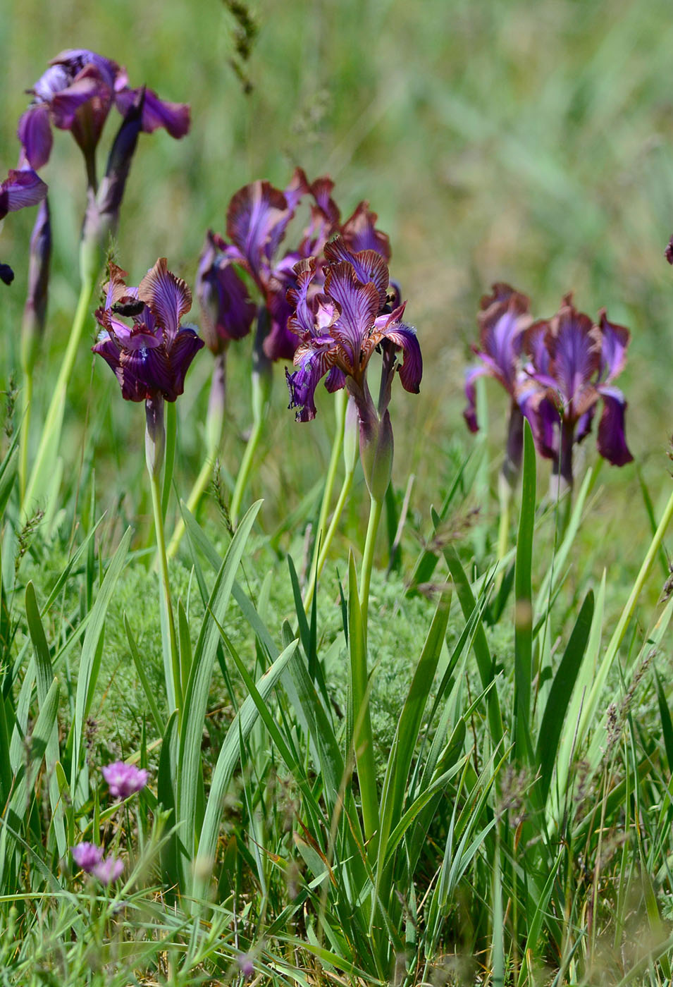 Изображение особи Iris stolonifera.