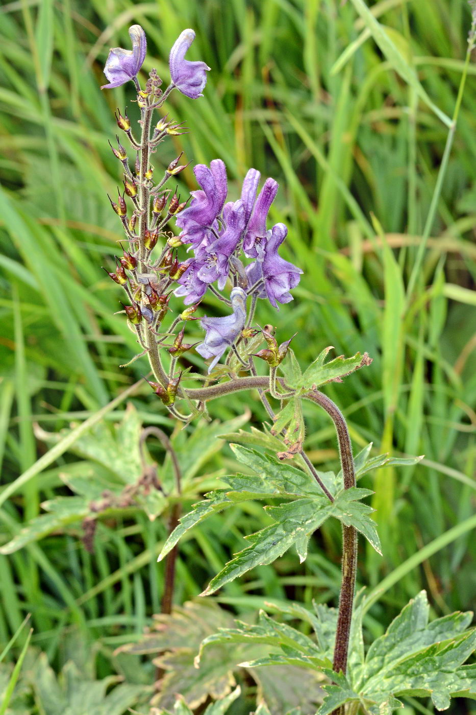 Изображение особи Aconitum septentrionale.