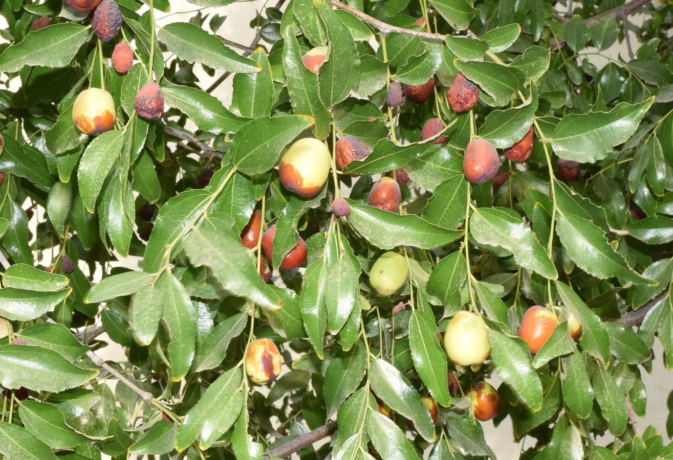 Image of Ziziphus jujuba specimen.