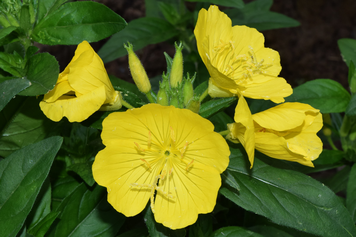 Image of Oenothera tetragona specimen.