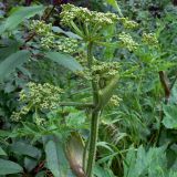 Heracleum sibiricum. Верхушка расцветающего растения. Свердловская обл., окр. г. Североуральск, подножие Сосьвинского хребта, долина р. Большая Сосьва. 29.06.2010.