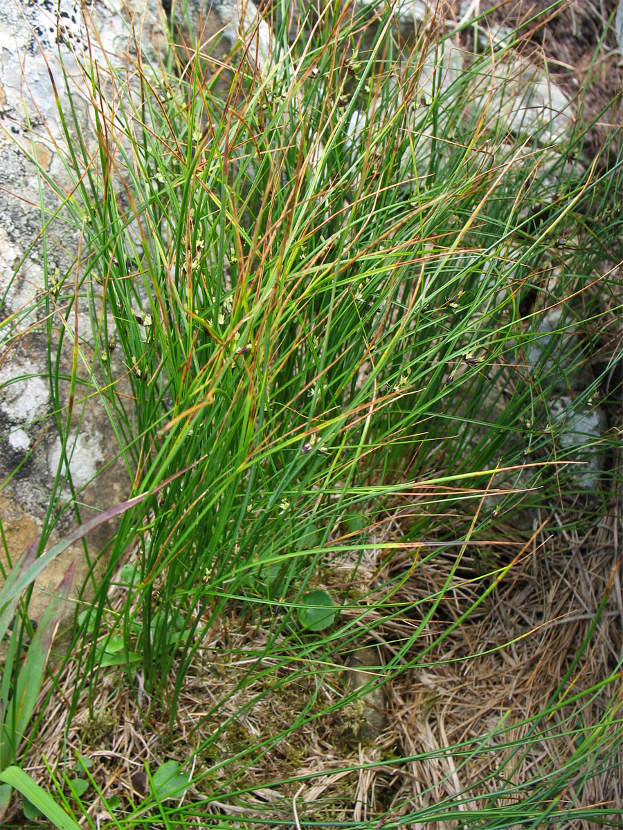 Изображение особи Juncus trifidus.