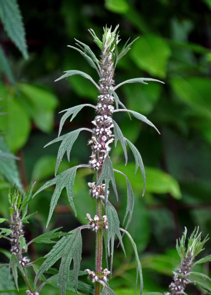 Изображение особи Leonurus quinquelobatus.