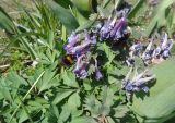 Corydalis solida