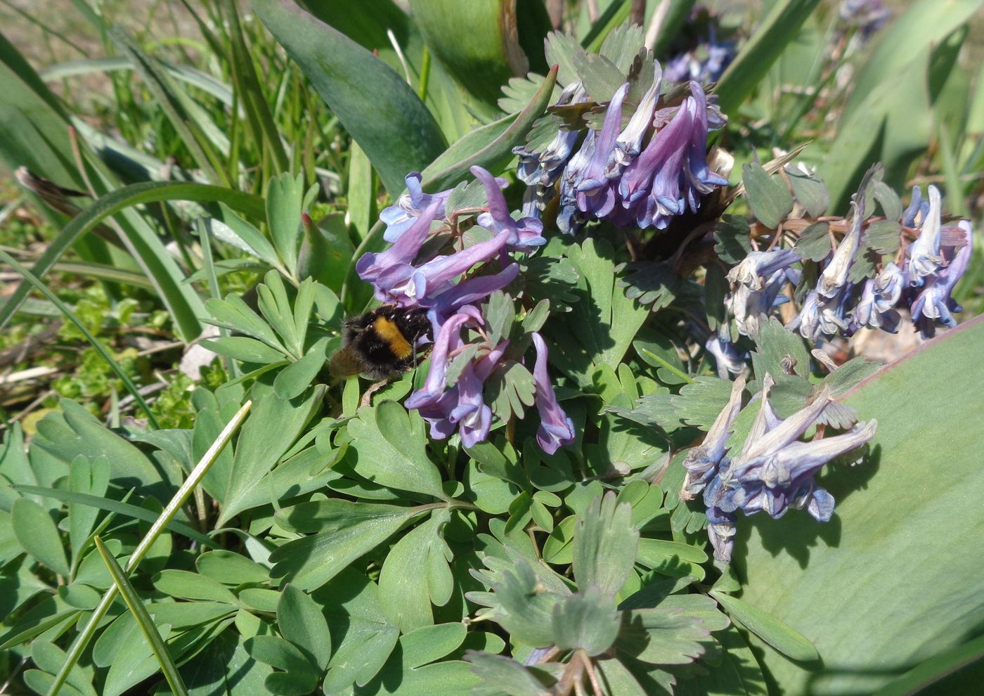 Изображение особи Corydalis solida.