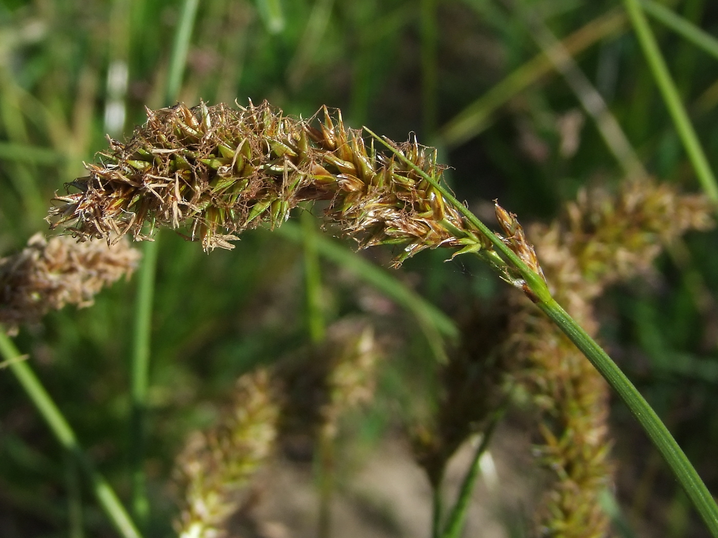 Изображение особи Carex laevissima.