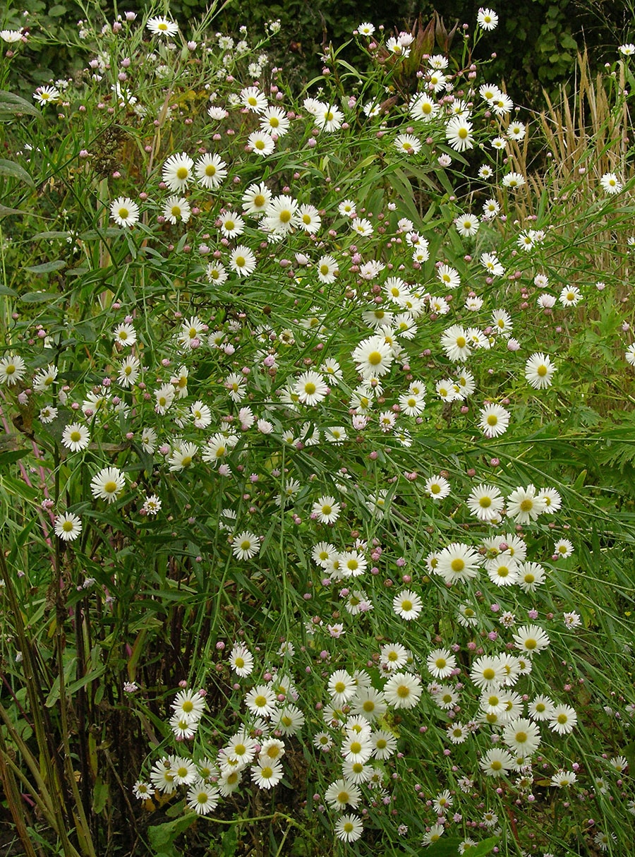 Image of Boltonia asteroides specimen.