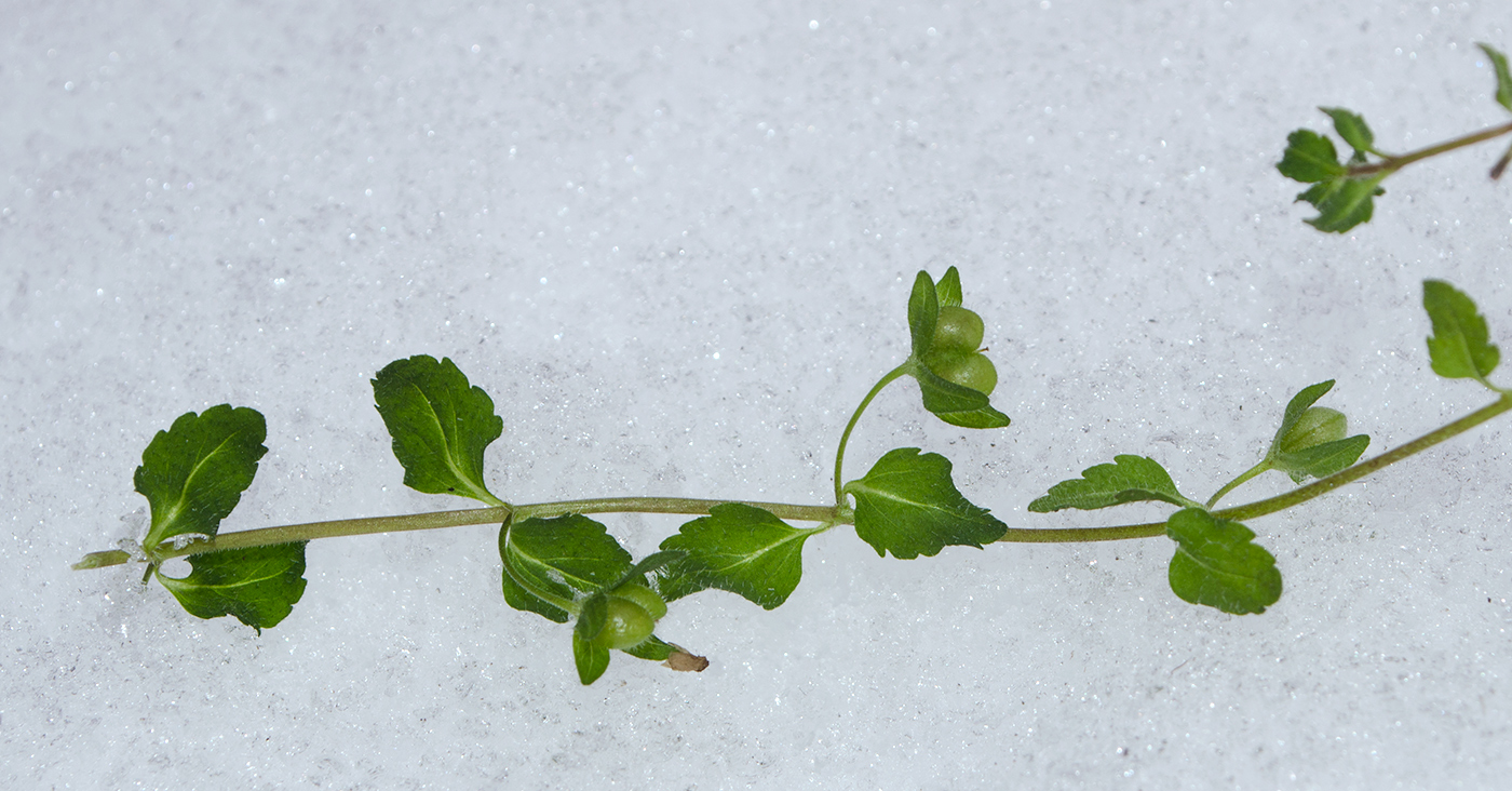 Image of Veronica agrestis specimen.