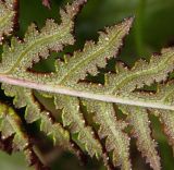 род Pedicularis. Участок нижней поверхности листа. Приморский край, Ольгинский р-н, 6 км Ю-В с. Милоградово, бух. Красная Скала. 12.08.2009.