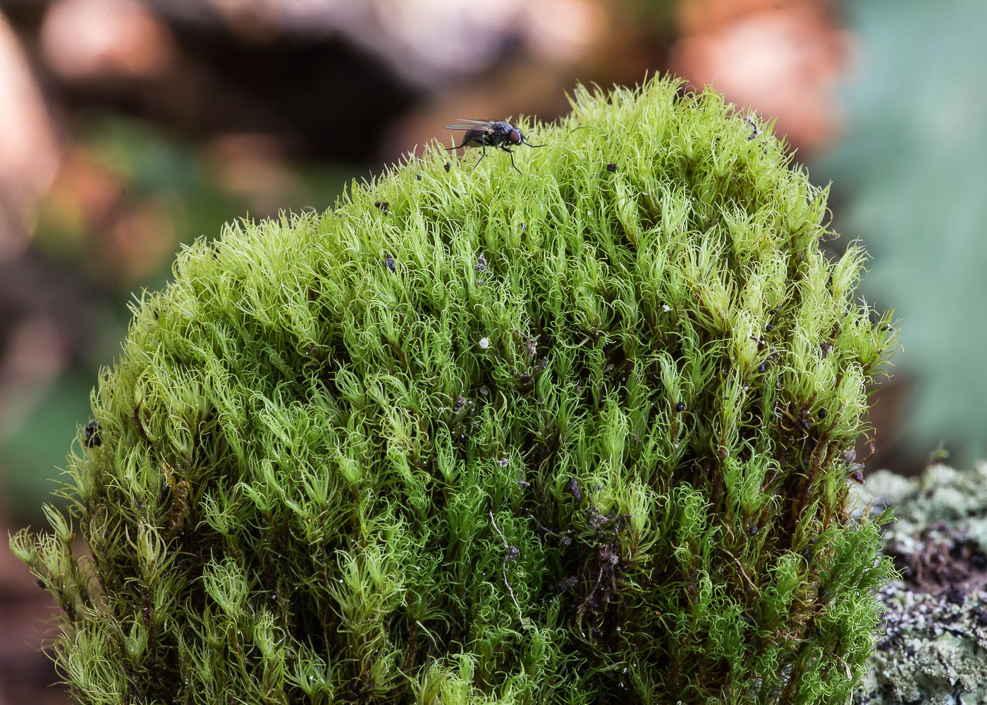 Image of class Bryopsida specimen.