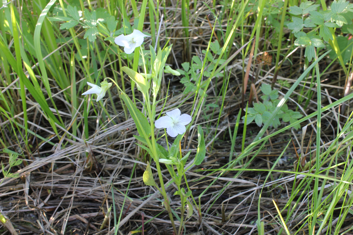 Image of genus Viola specimen.