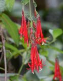 Fuchsia boliviana