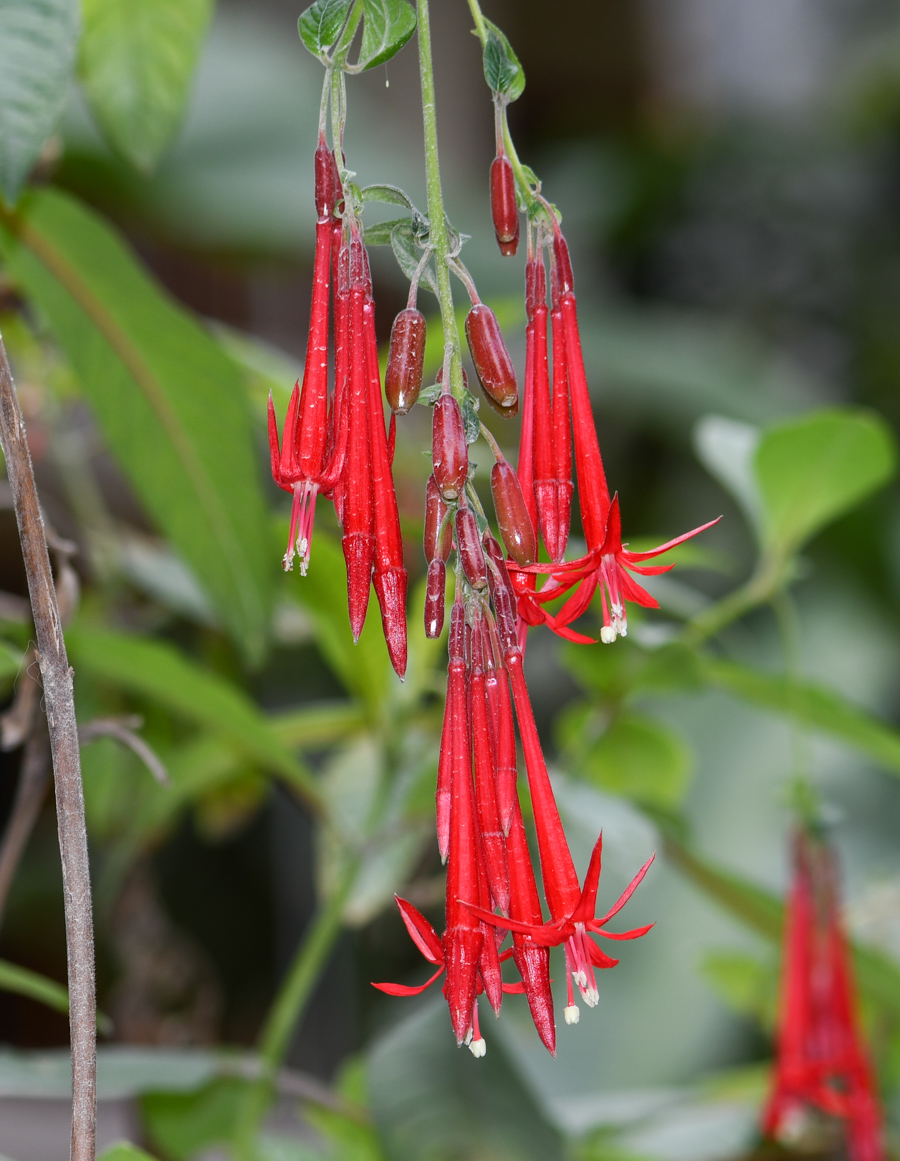 Изображение особи Fuchsia boliviana.