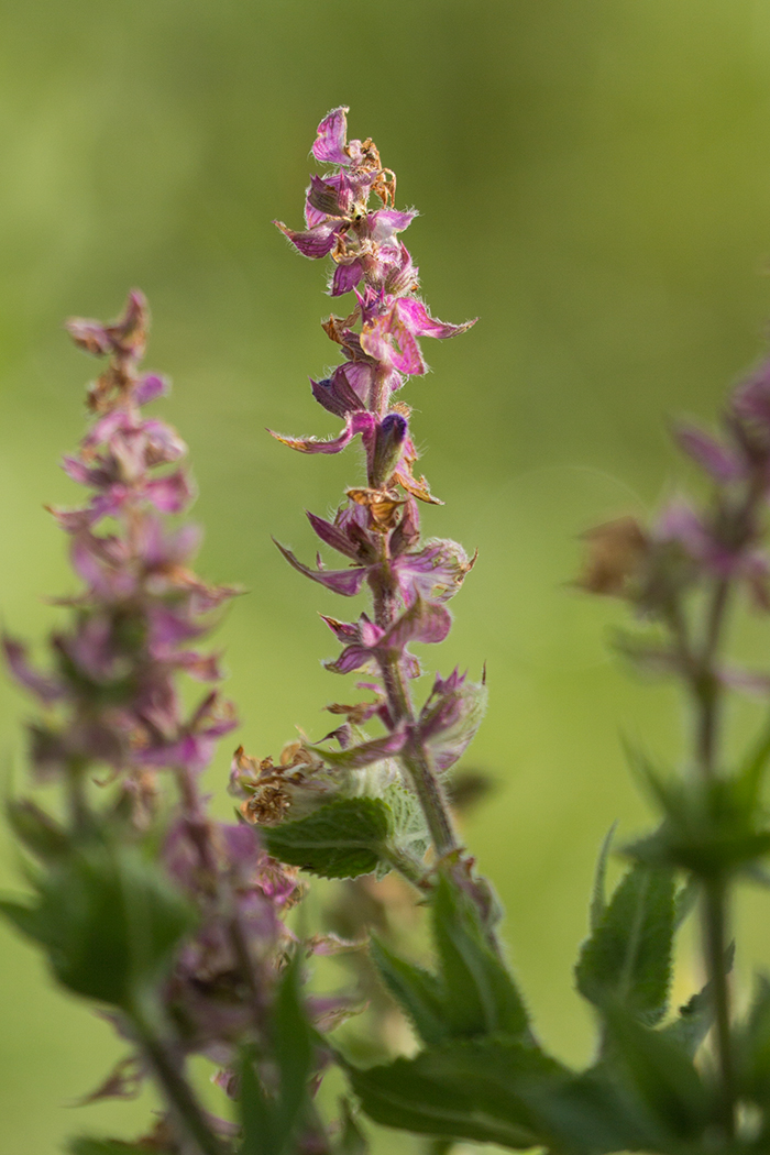 Image of Salvia sclarea specimen.