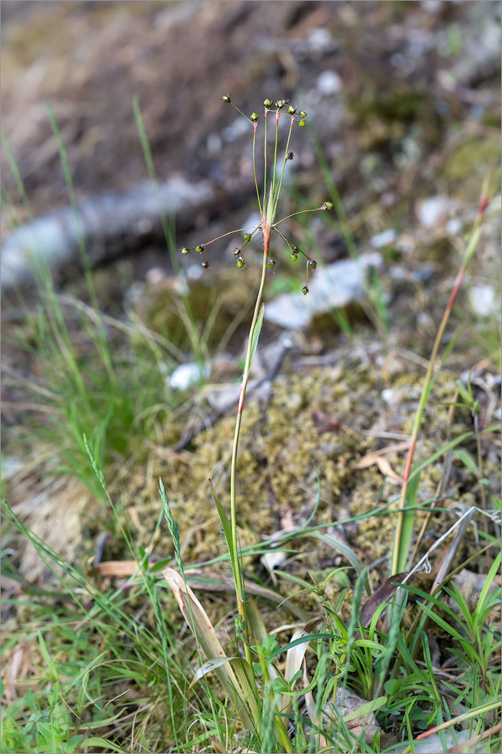 Image of Luzula pilosa specimen.