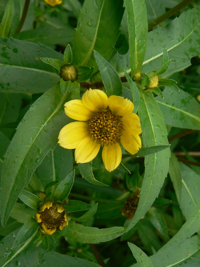 Изображение особи Bidens cernua var. radiata.