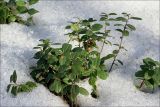 Vaccinium vitis-idaea. Перезимовавшие побеги с засохшим плодом. Москва, Кузьминки, лес у МКАД. 16.03.2007.