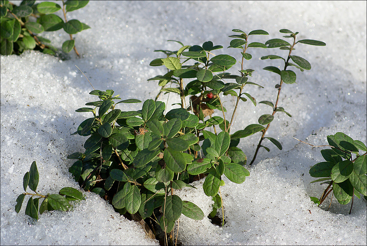 Image of Vaccinium vitis-idaea specimen.