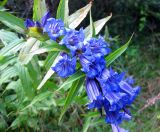 Gentiana asclepiadea