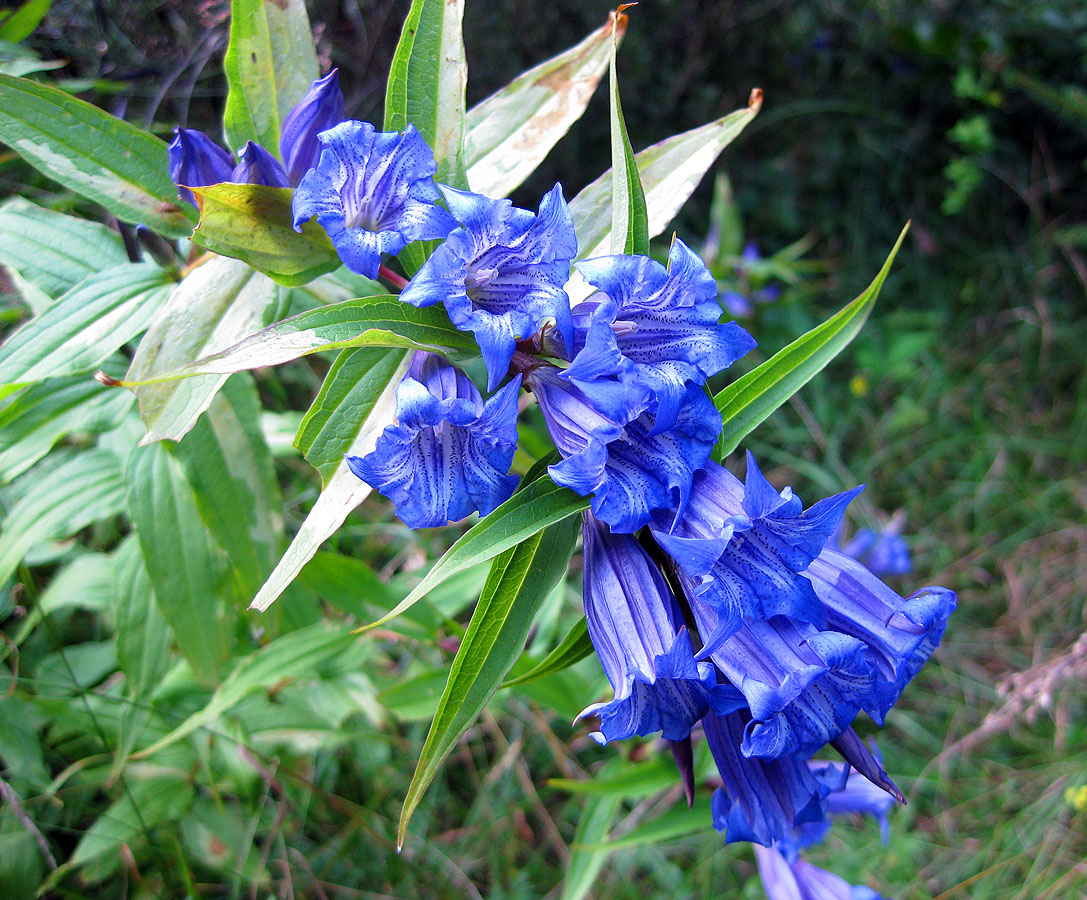 Image of Gentiana asclepiadea specimen.