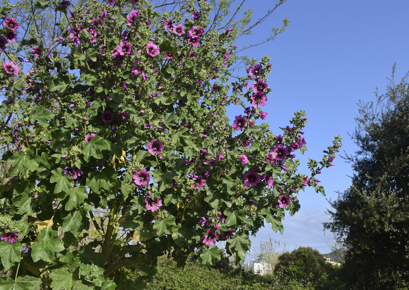 Изображение особи Malva arborea.