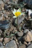 Tulipa turkestanica