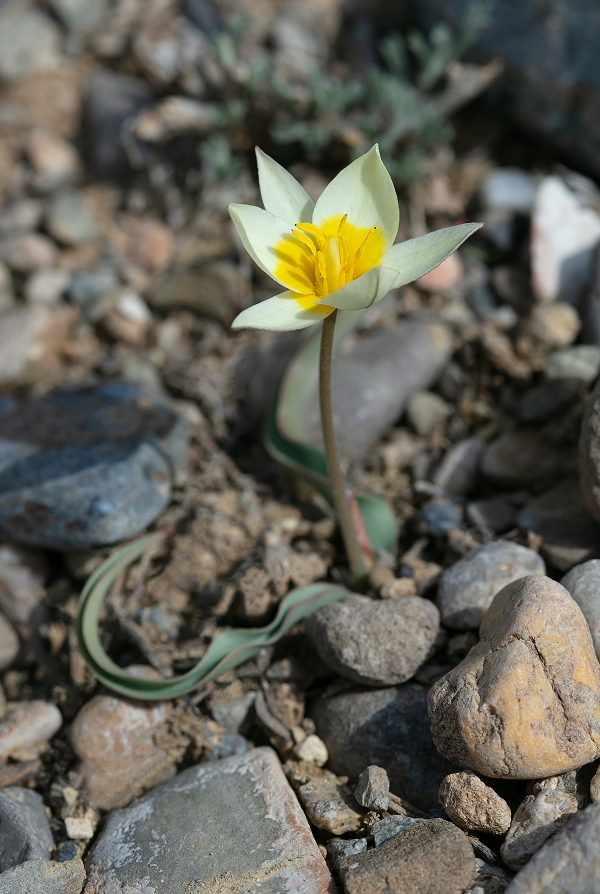 Изображение особи Tulipa turkestanica.