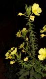 Oenothera glazioviana