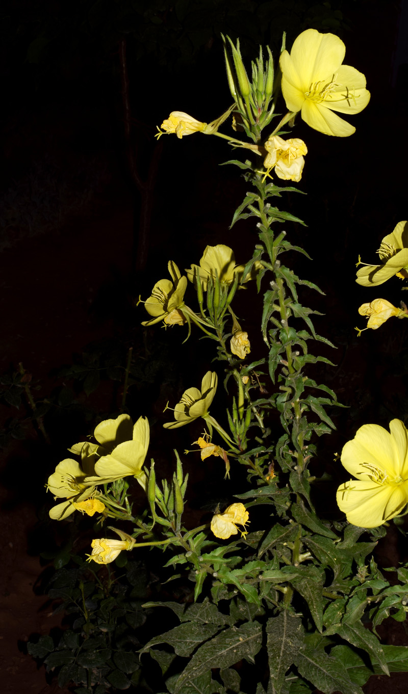 Image of Oenothera glazioviana specimen.