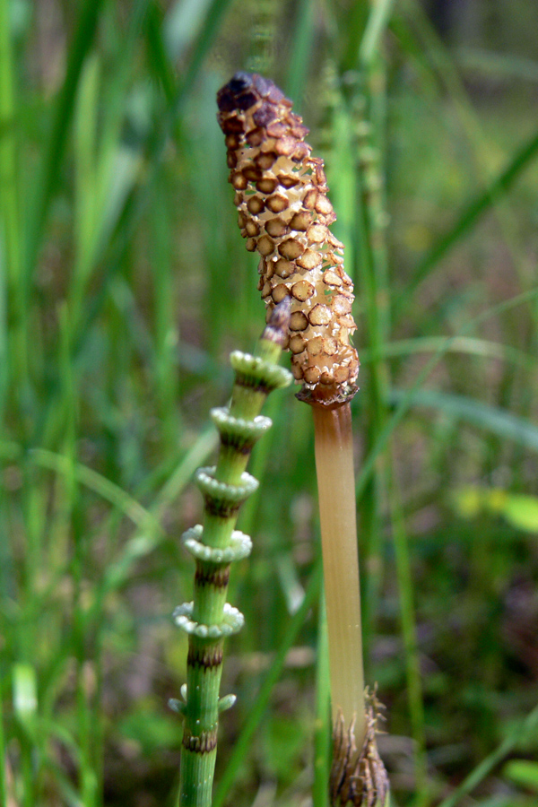 Image of Equisetum pratense specimen.