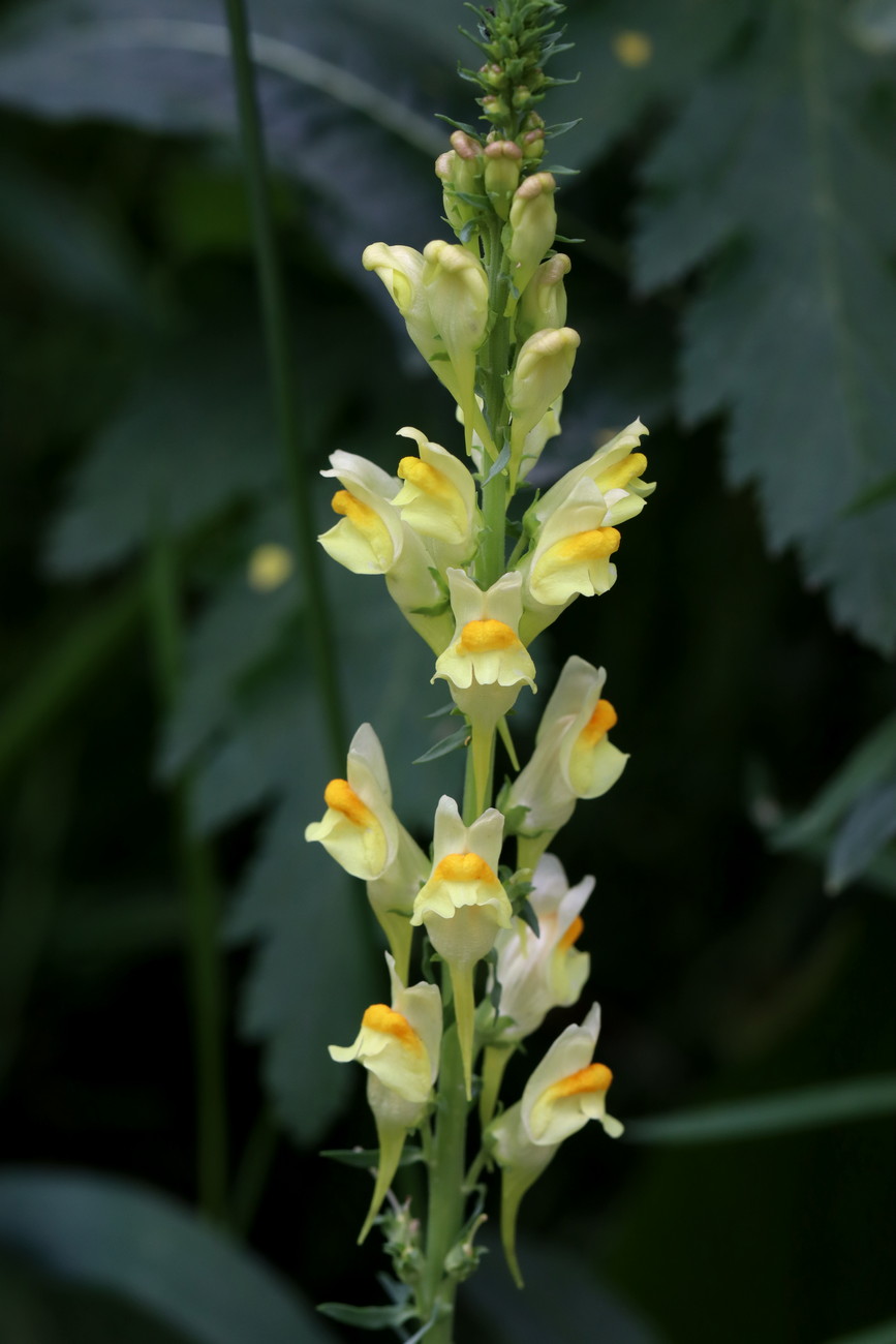 Изображение особи Linaria vulgaris.