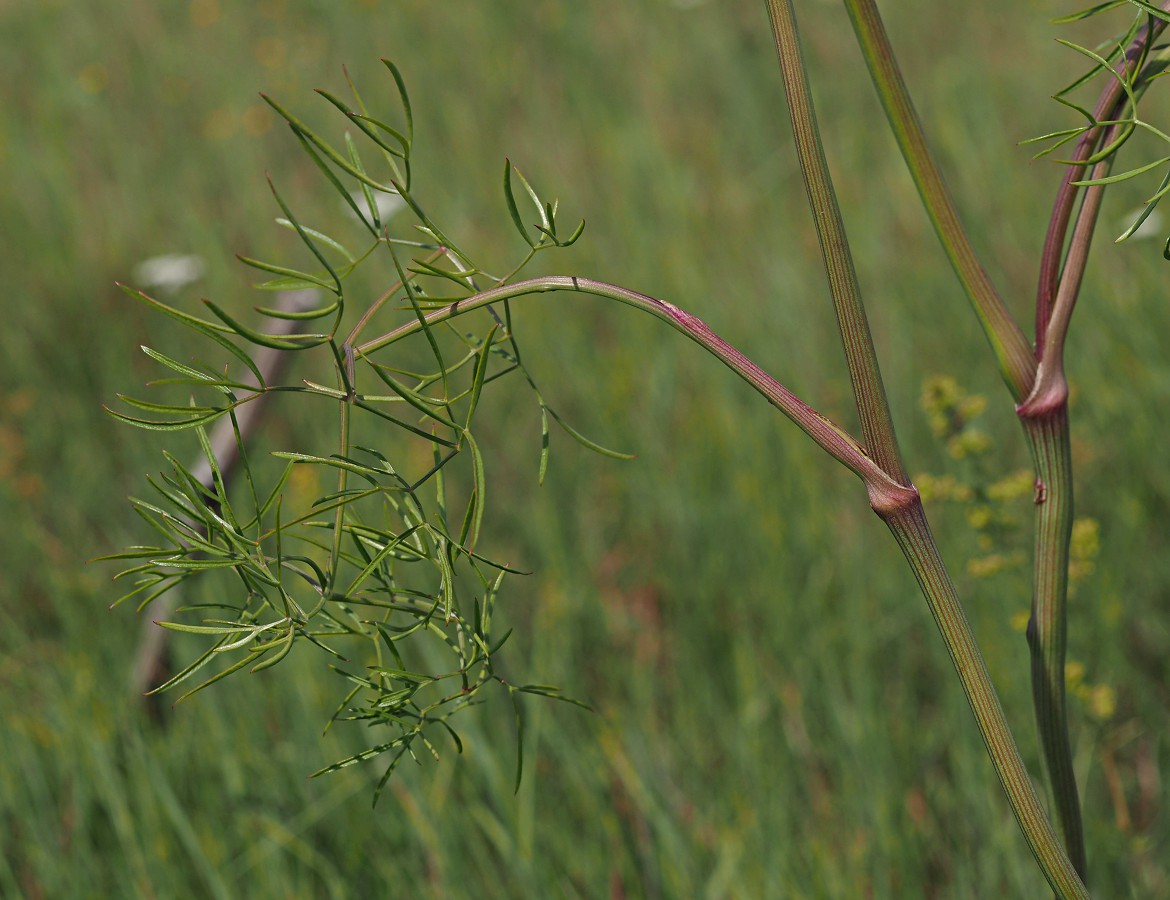 Image of Cenolophium fischeri specimen.