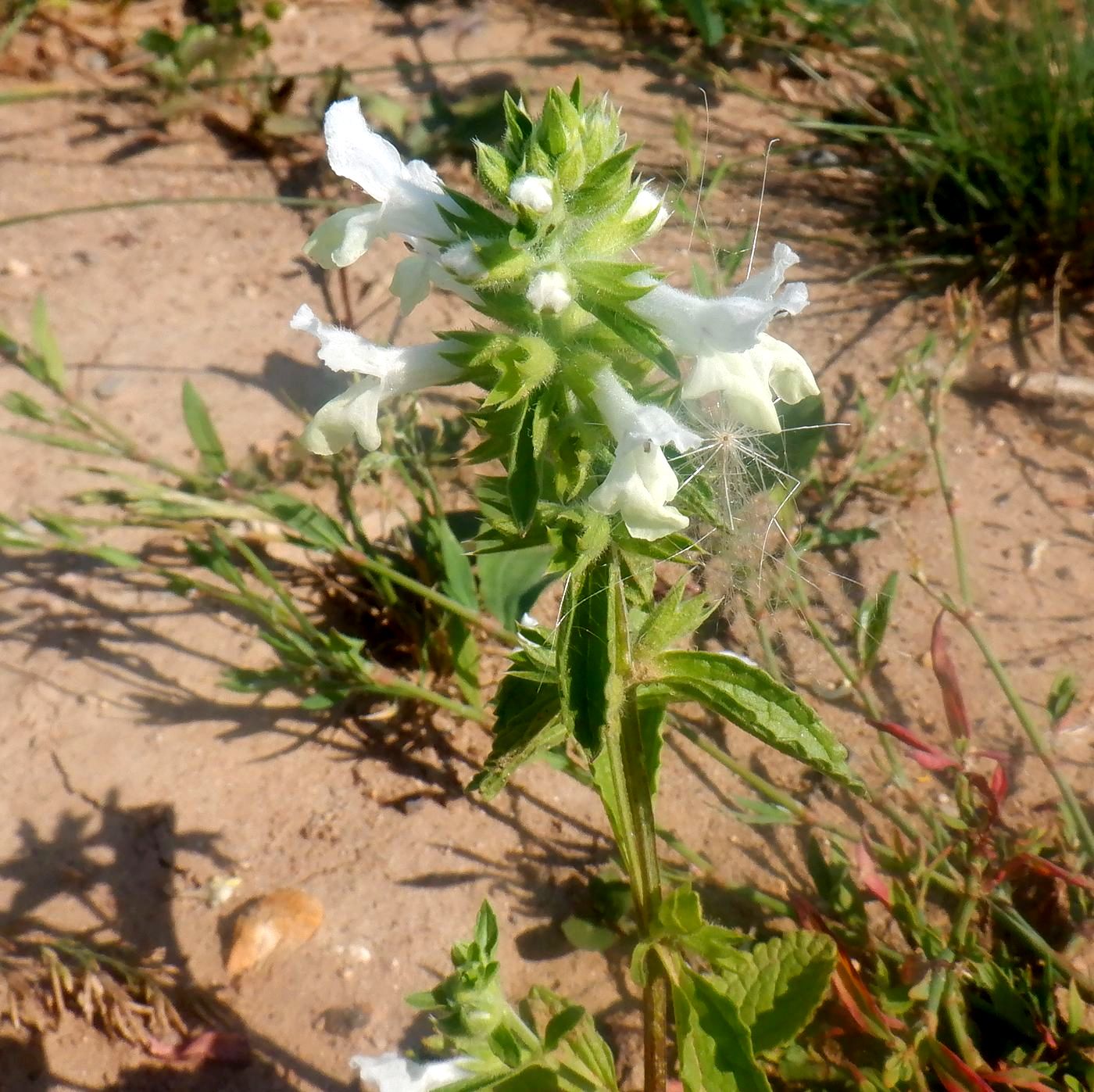 Изображение особи Stachys annua.