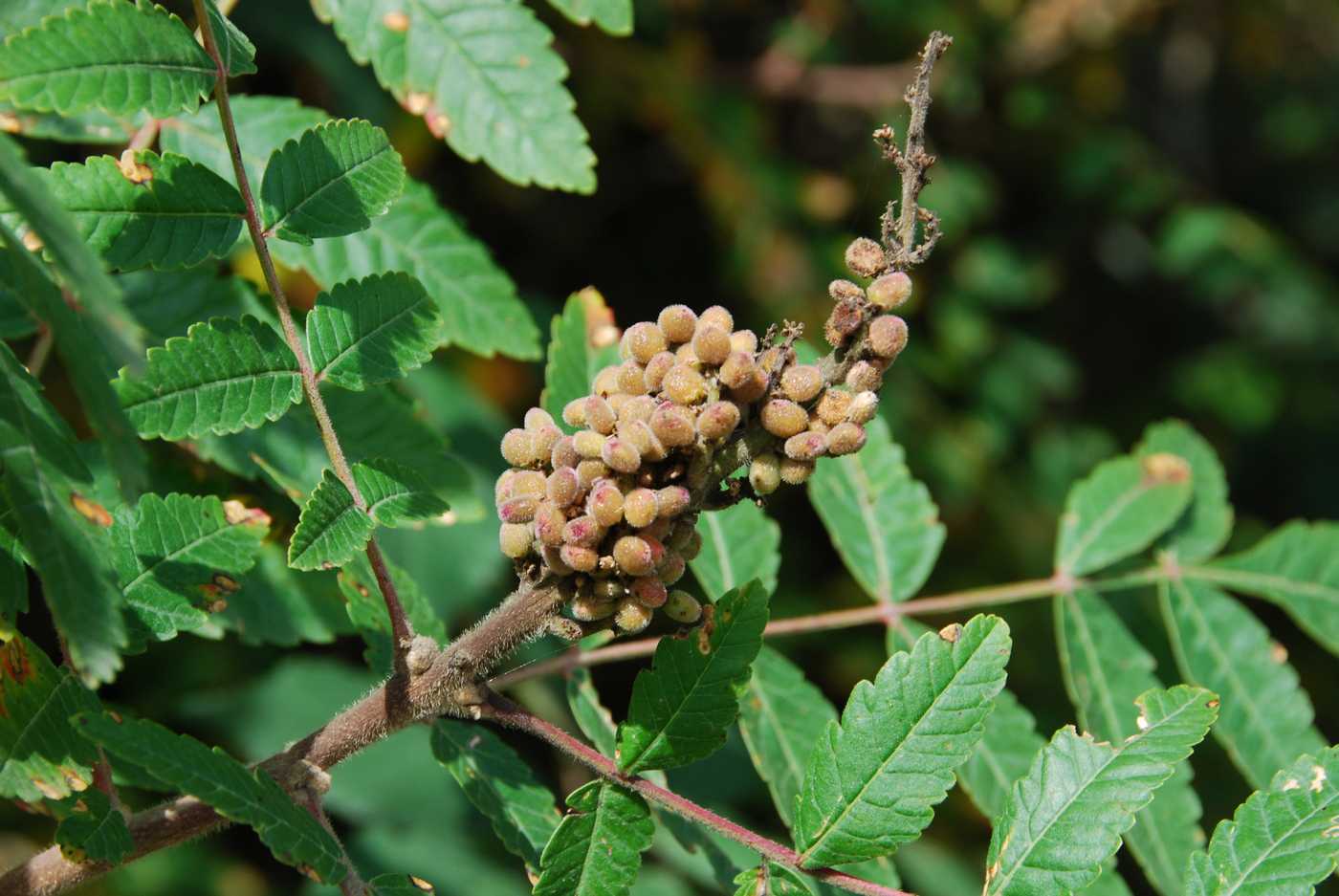 Image of Rhus coriaria specimen.