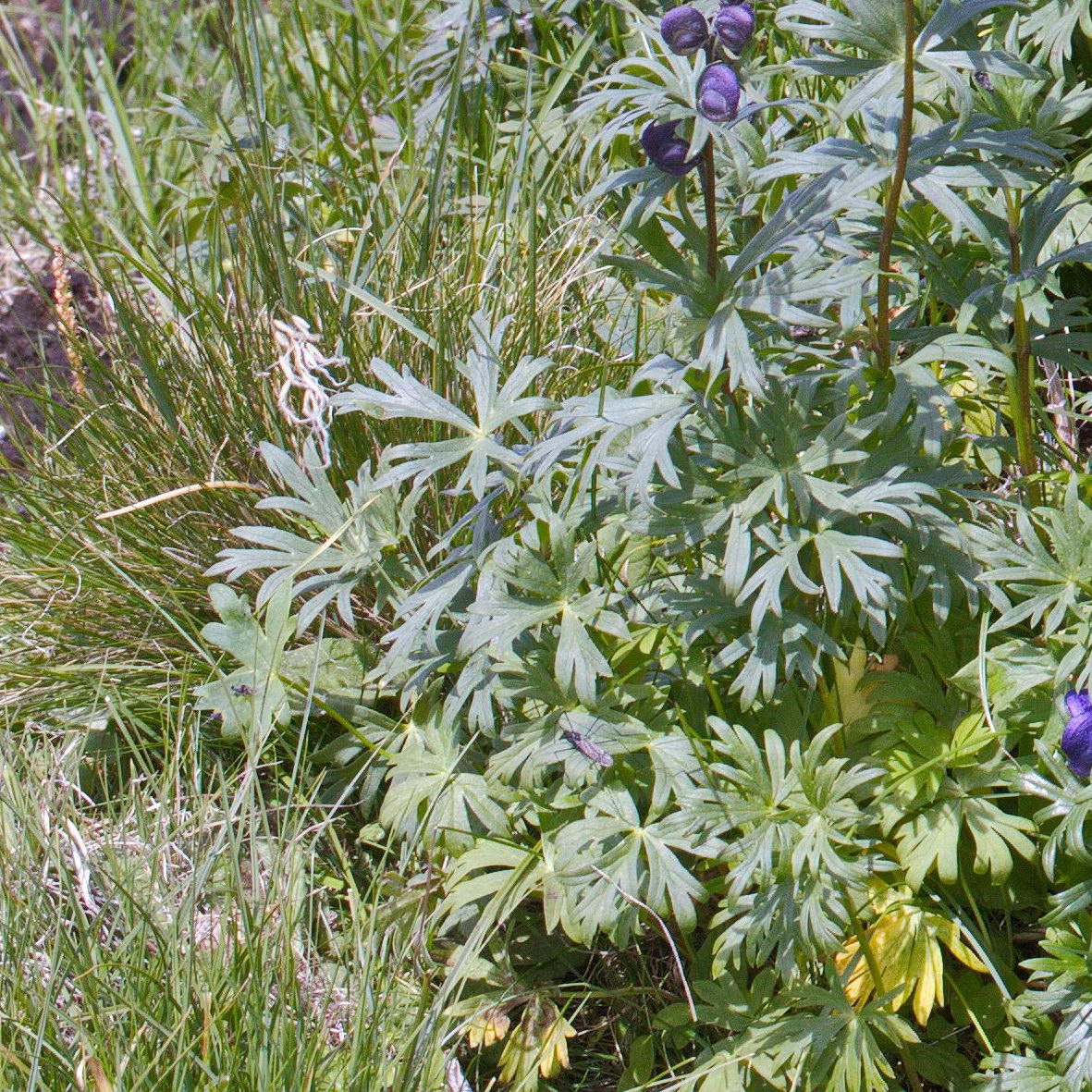 Image of Aconitum altaicum specimen.