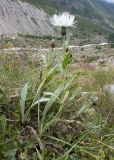 Centaurea cheiranthifolia