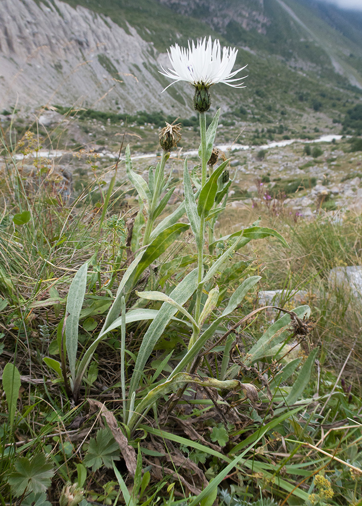 Image of Centaurea cheiranthifolia specimen.