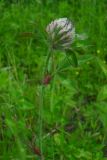 Trifolium diffusum