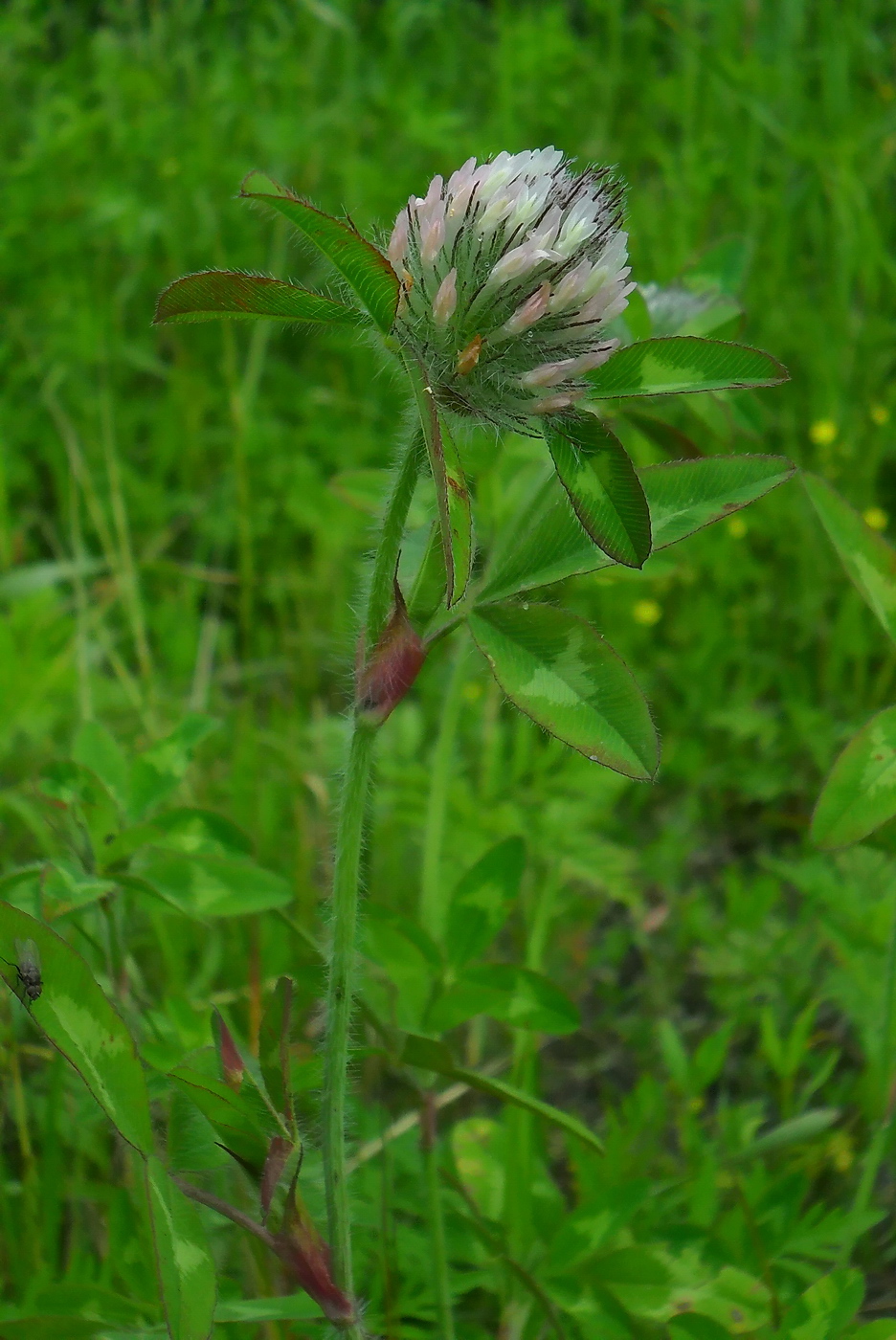 Изображение особи Trifolium diffusum.