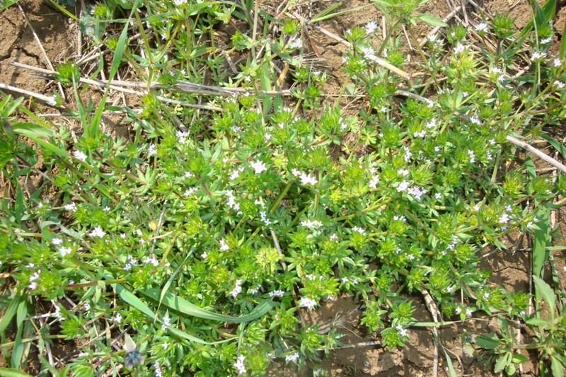 Изображение особи род Galium.