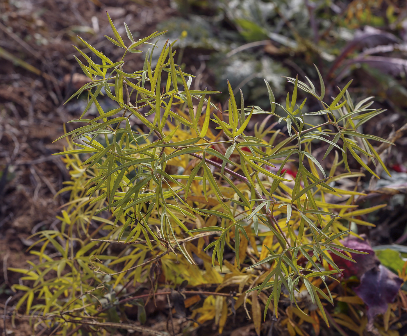 Image of Cenolophium fischeri specimen.