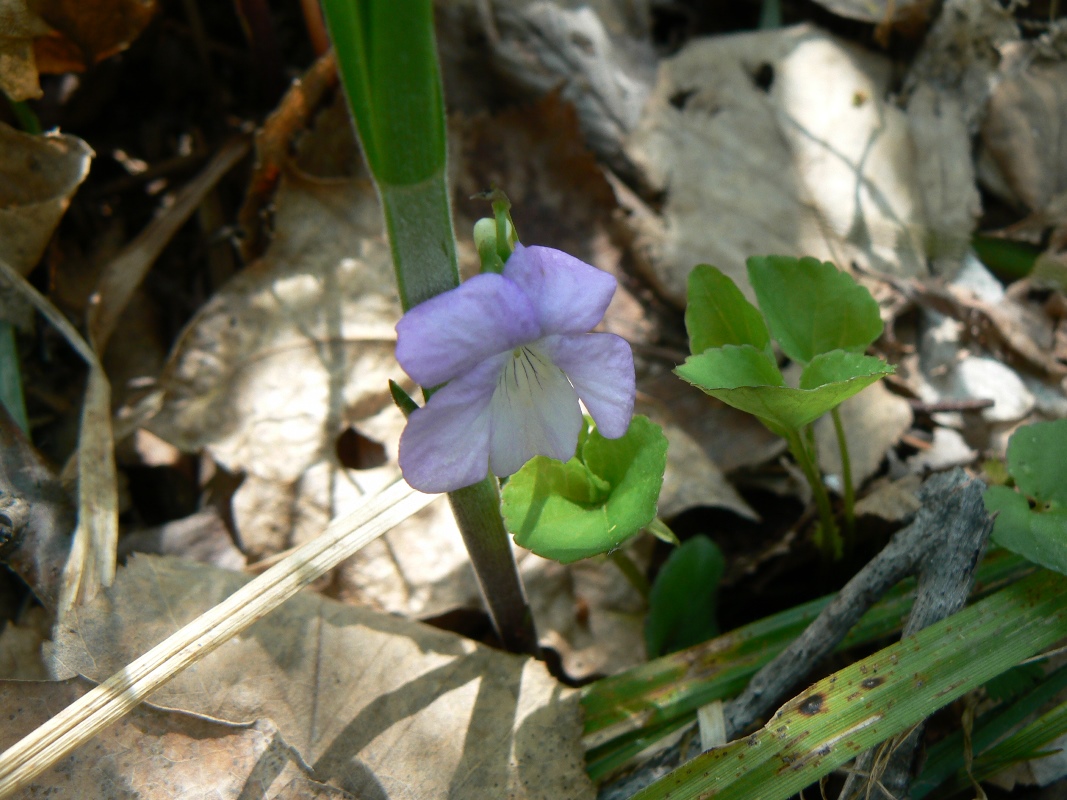 Image of Viola brachysepala specimen.