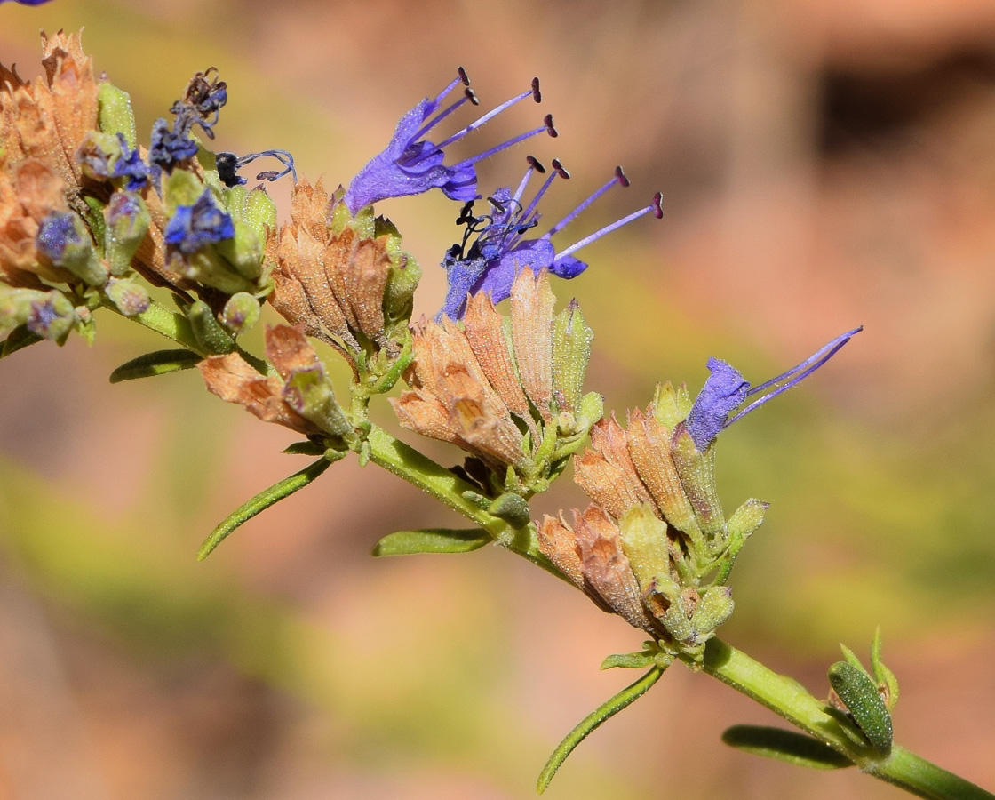 Изображение особи Hyssopus tianschanicus.
