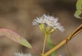 genus Eucalyptus