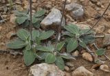genus Pilosella