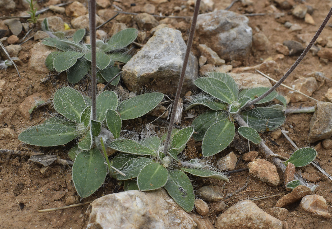 Image of genus Pilosella specimen.