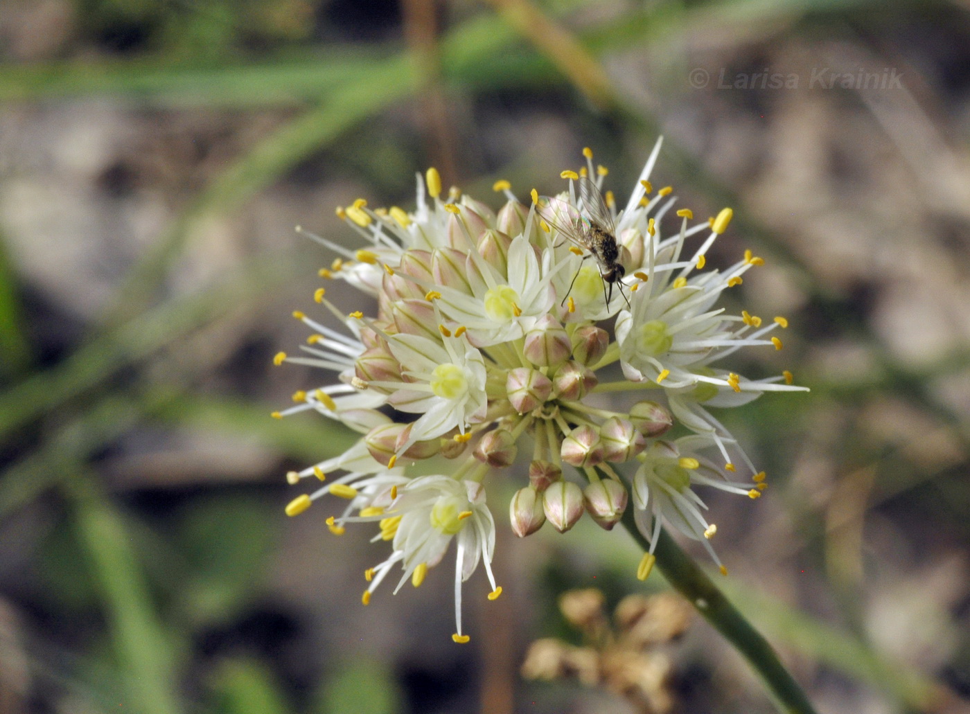 Image of Allium marschallianum specimen.